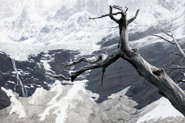 Dead tree in front of Cordillera del Paine