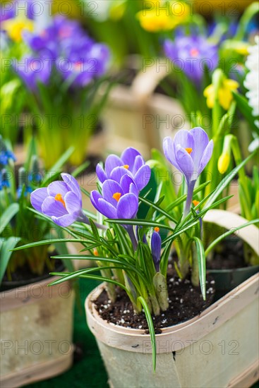 Purple flowers.