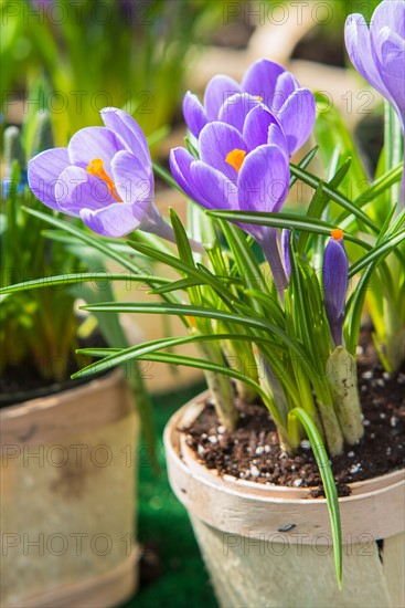 Purple flowers.