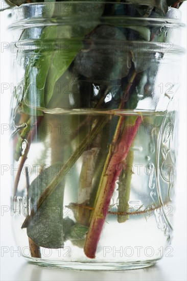 Studio Shot of stems in glass jar