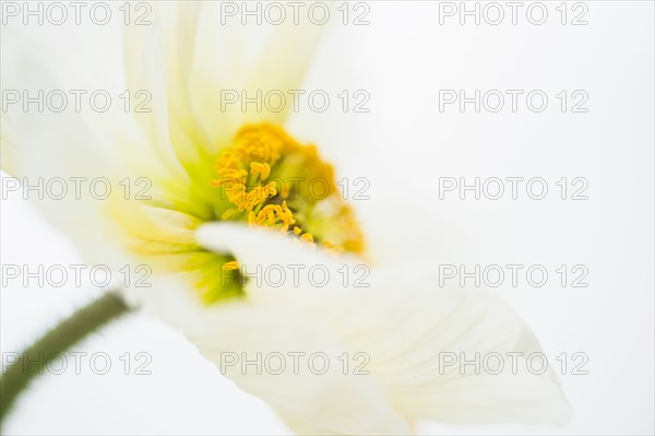 Studio Shot of white poppy