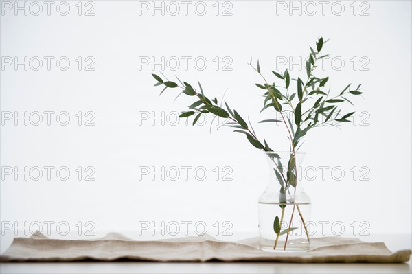 Studio Shot of eucalyptus twig in glass vase