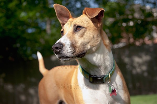 Portrait of dog