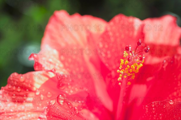 Close up of hibiscus