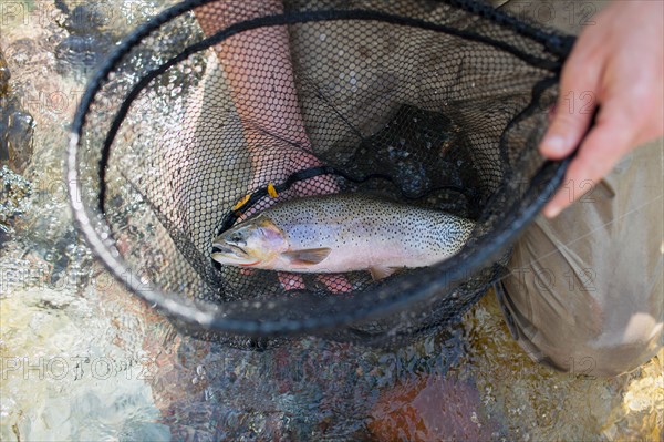 Fisherman holding fresh trout in net