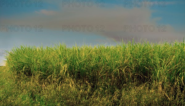 Sugar cane field