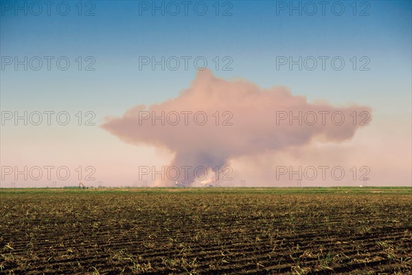 Sugar cane field with smoke on horizon