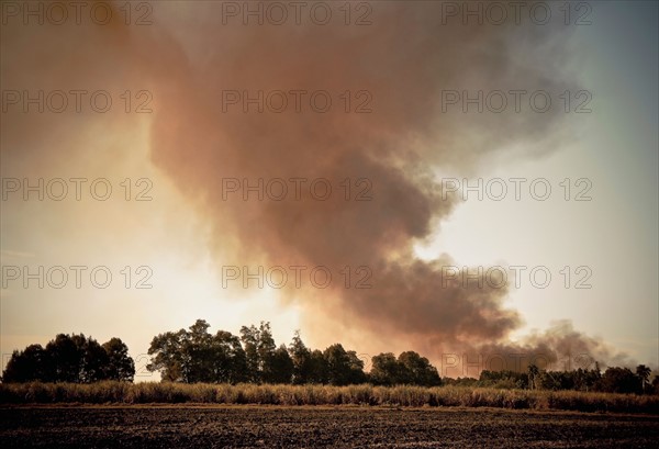 Sugar cane field with smoke on horizon