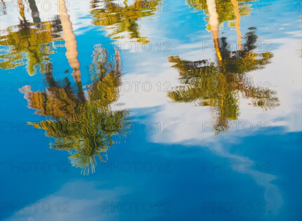 Palm trees reflected in water