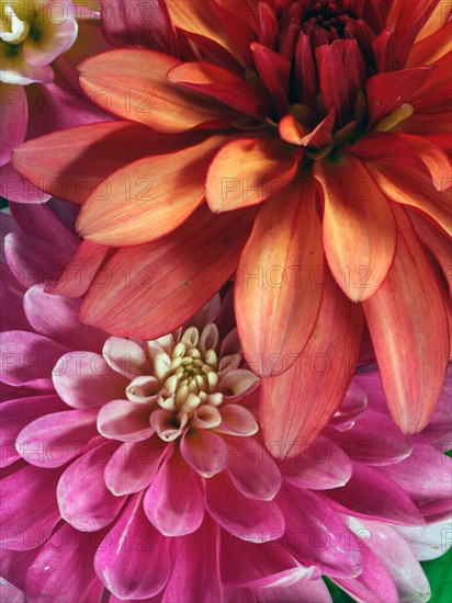 Studio Shot of red and pink delilah flowers