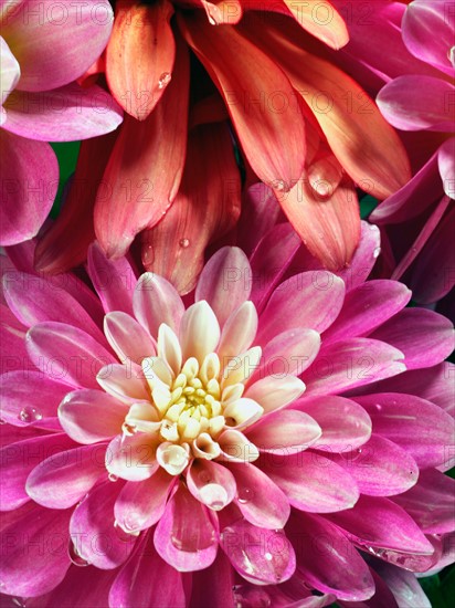 Studio Shot of red and pink delilah flowers