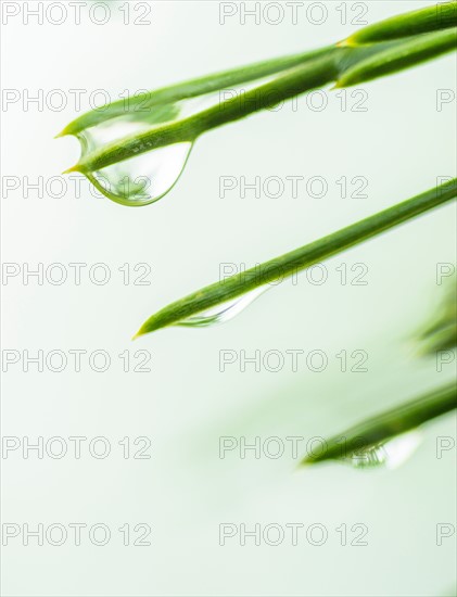 Water droplets on pine needles.