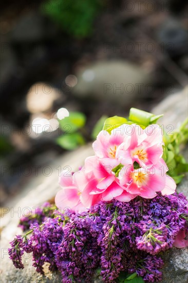 Close-up of flowers