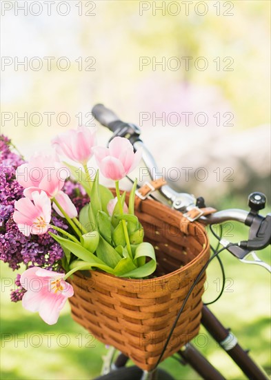 Close-up of flowers in basket