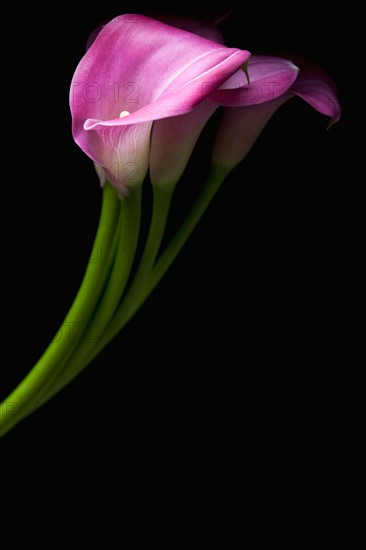 Cala Lilly Flowers