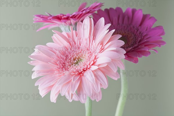 Gerbera daisies