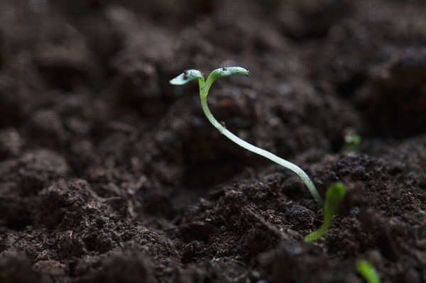 Sprouts, Close-up