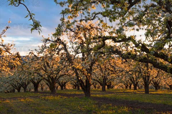 Cherry tree in blossom