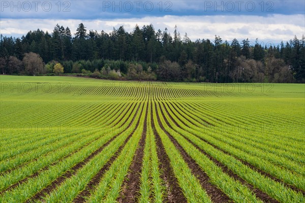 Garlic row