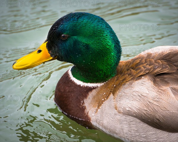 Mallard duck