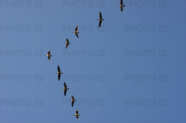 Geese flying