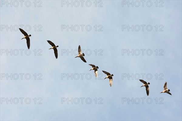 Geese flying