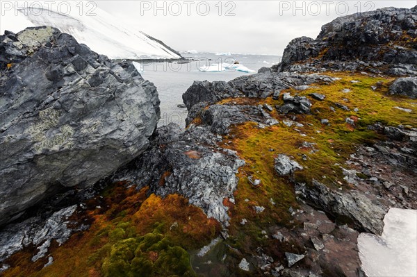 Polar vegetation