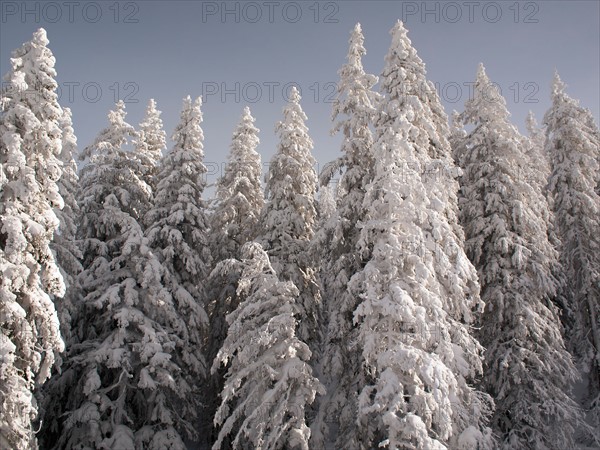 Snowcapped forest