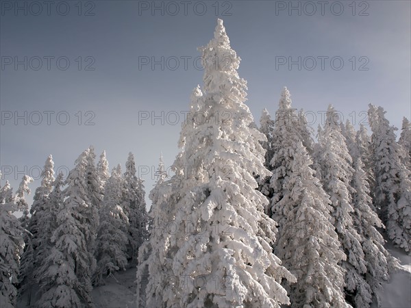 Snowcapped forest