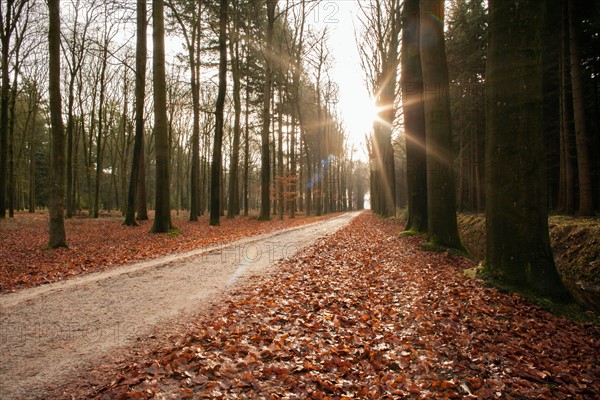 Road in forest