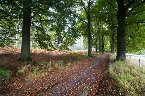 Road in forest