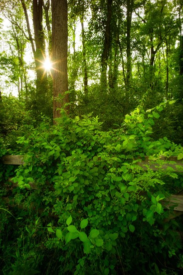 Green forest at sunrise.