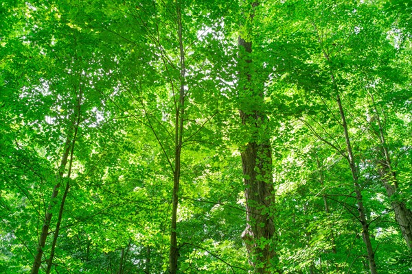 Green forest.