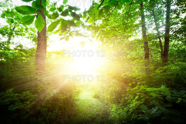 Green forest at sunrise.