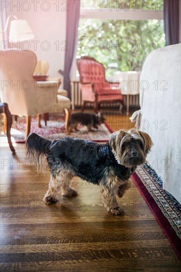 Dog in bedroom