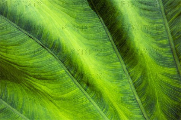 Close-up of leaf