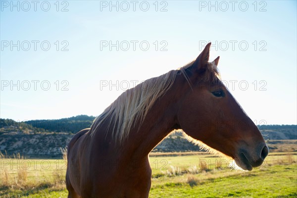 Horse on field