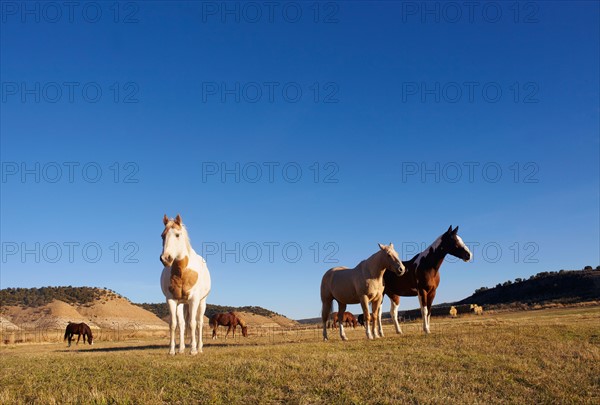 Horses on field