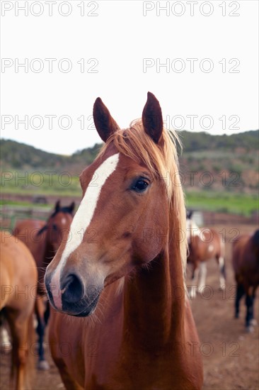 Horses on field