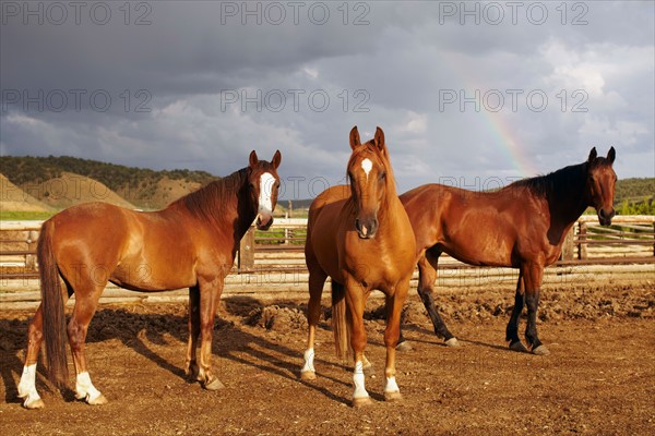 Horses on field