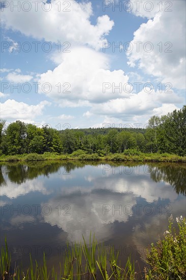 Lake among trees