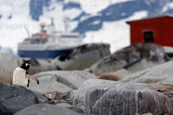 Gentoo Penguin perching on rocks