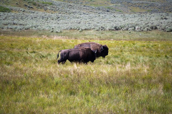 Two buffalo grazing