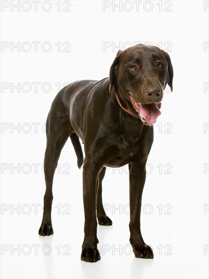 Studio shot of chocolate labrador