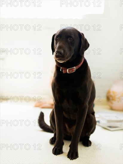 Portrait of chocolate labrador