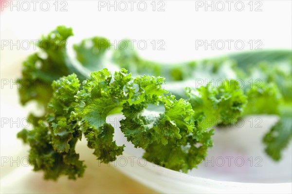 Detail of lettuce leaf