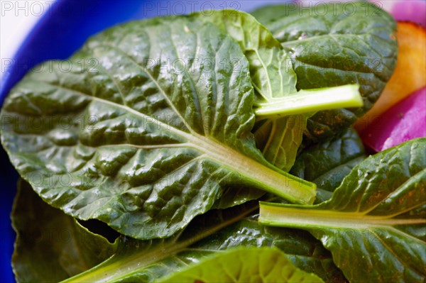 Tatsoi greens