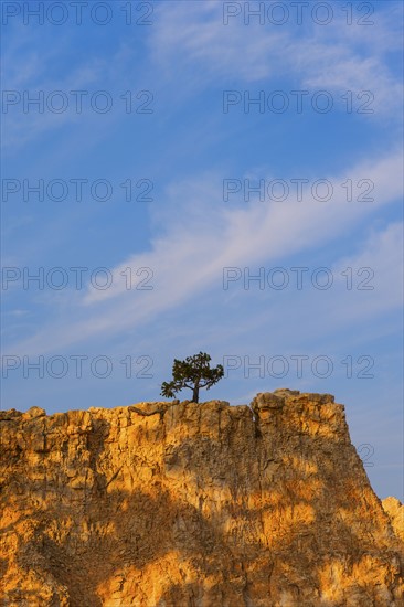 View of tree on top of rock. USA, Utah, Bryce Canyon.
Photo : Daniel Grill