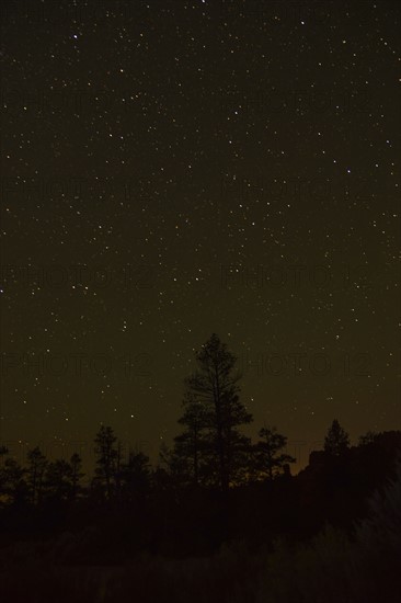 Night sky above trees. USA, Utah, Bryce Canyon.
Photo : Daniel Grill