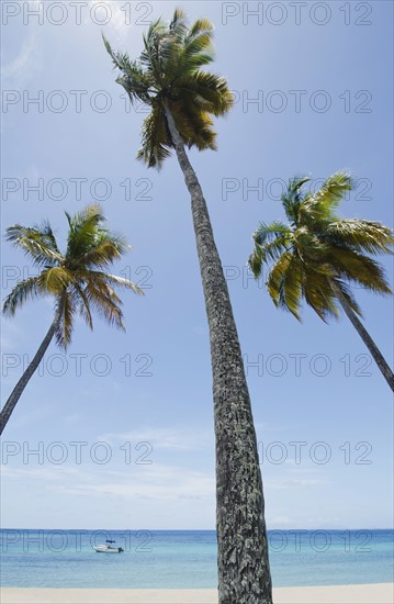 View to sea from beach with palm trees in foreground. British West Indies, Antigua.
Photo : Chris Hackett